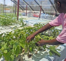 Clemon Lewis proudly show a pepper grown in the IEK High School aquaponic system. Clemon Lewis proudly show a pepper grown in the IEK High School aquaponic system.